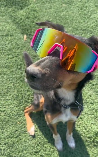 Kutyapanzió Wanderdogs